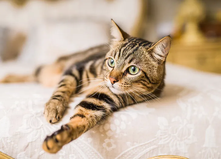 choosing the right cat breed